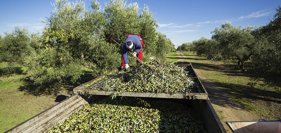 FAZENDAS ECOLÓGICAS FAZENDAS ECOLÓGICAS