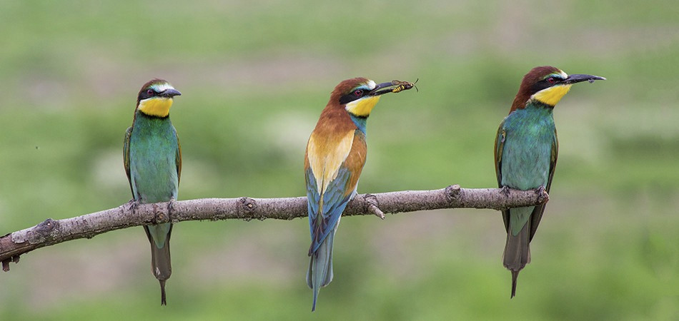 OBSERVACIÓN DE AVES OBSERVACIÓN DE AVES