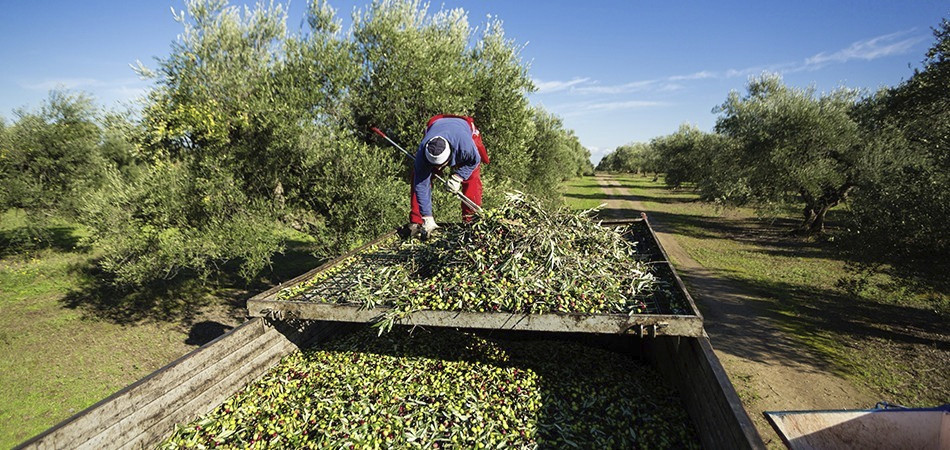 ECOGRANJAS ECOGRANJAS