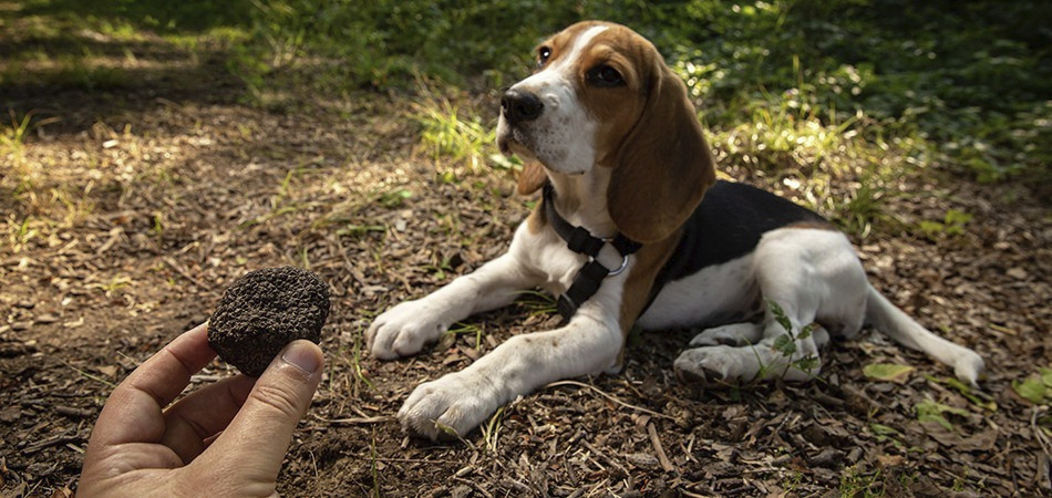 CAZA DE TRUFAS - ALBA CAZA DE TRUFAS - ALBA